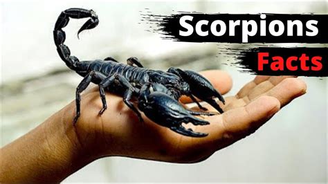 10 Amazing Facts About Scorpions Youtube