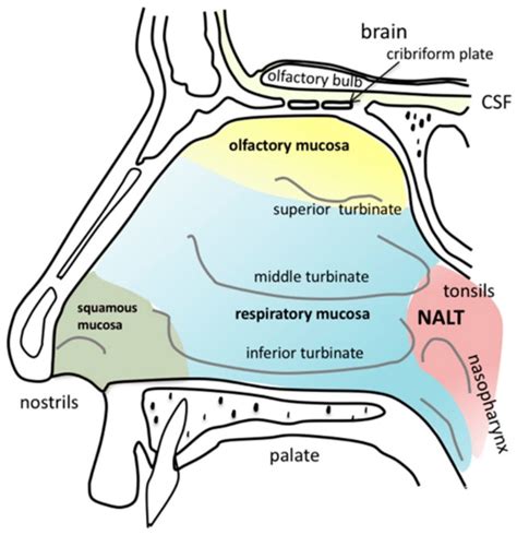 Nasal Cavity Supportive Bones And Cartilages Of The Nasal Cavity