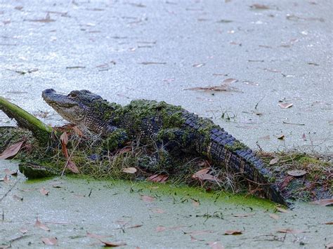 Small American Alligator Circle B Bar Reserve Polk County Flickr