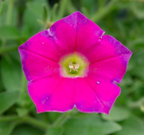 The edible plant okra is shaped like a pentagon. Pink flower pentagon shape stock photo. Image of beautiful ...