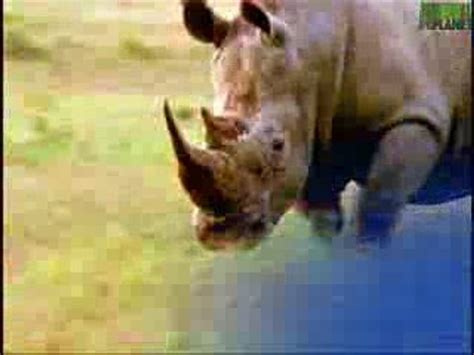 Elephant Vs Rhino Animal Face Off Fight Versus Vs Dailymotion Video