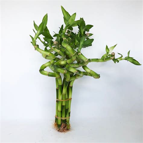 Lucky Bamboo Spiral Stalks At