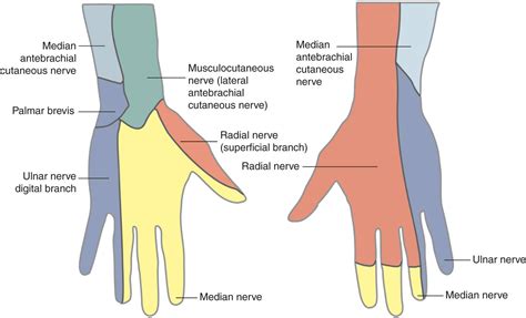 Radial Nervecourse Motor Sensory Common Injuries Anat