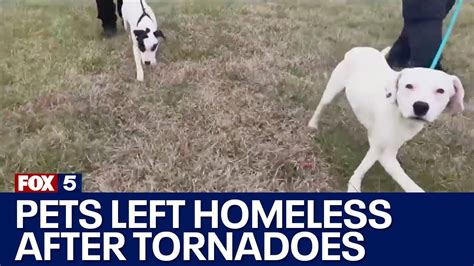 Animal Shelter Housing Homeless Dogs After Tornado Youtube
