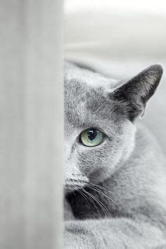 One of the main causes of sneezing is infection. Russian Blue is this breed Hypoallergenic | Russian blue ...
