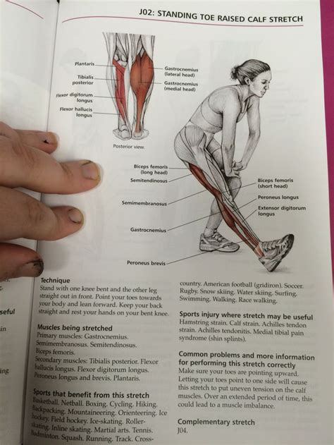 Pin By Kat On Stretching Book Toe Raises Calf Stretches Peroneus Longus