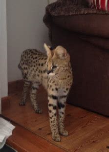 Enter your email address to receive alerts when we have new listings available for savannah cat for sale in uk. TYANDS SERVALS