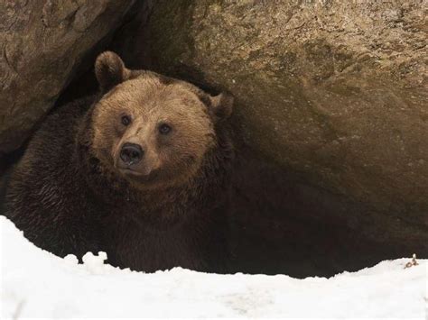 est ce que les ours hibernent tout sur l hibernation de l ours