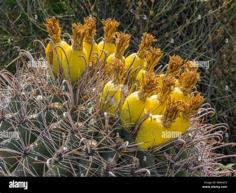 Usa Arizona Flowering Barrel Cactus Stock Photo Alamy