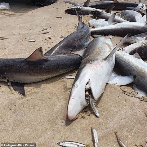 Authorities Investigate As Dozens Of Dead Sharks Wash Up On The Beach