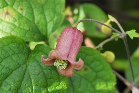 Clematis grow by attaching light tendrils to supports such as branches, wires or a trellis. BCS Forum: Crossing Clematis alternata x rehderiana