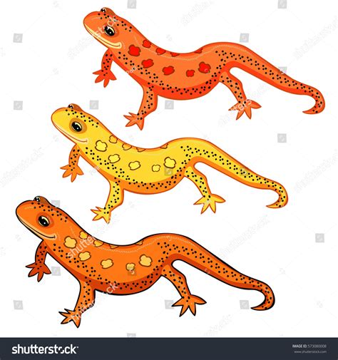 Triton East American Red Spotted Salamanders Stock Vector Royalty Free