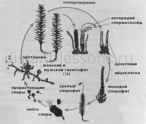 Женский цикл и диета