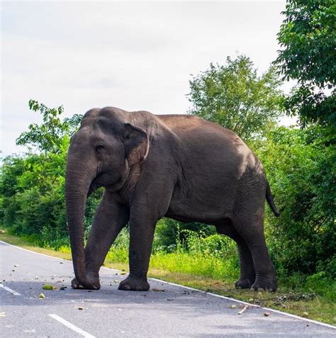 Elephant Lifespan: How long do Elephants live? - The Elephant Guide
