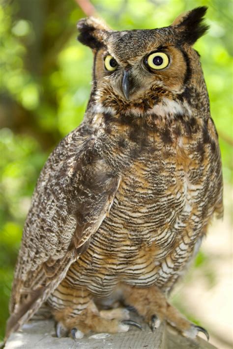 Photography Great Horned Owl Color Imghospital