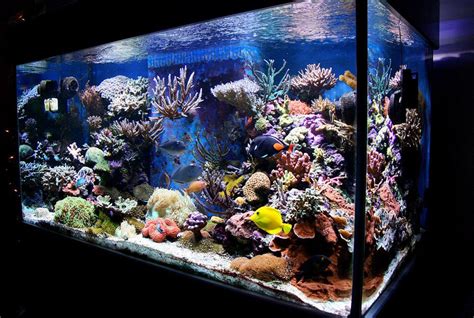 Best Saltwater All In One Aquarium Aquarium Views