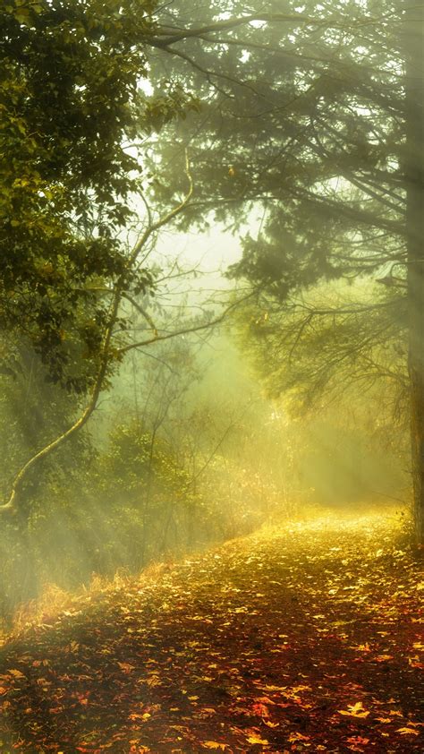 Mystical Autumn Sun Rays In The Forest Wallpaper Backiee