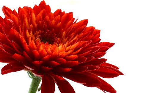 20 Best Images About November Birth Flowers On Pinterest Fall Flowers