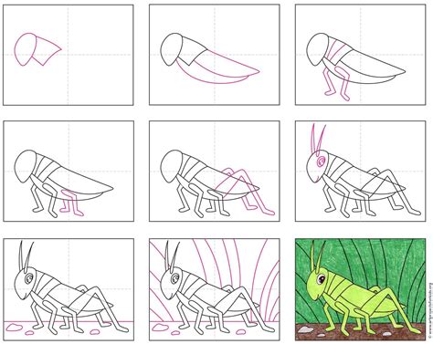 Easy How To Draw A Grasshopper Tutorial And Grasshopper Coloring Page
