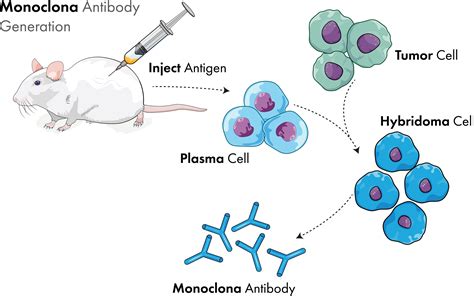 The Road To Lead Antibody Generation—hybridomas Antibody Libraries