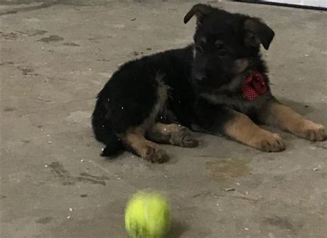 We have been registered breeders for over 25 years and have imported numerous dogs into the country to expand the working gene pool. Recklessly: Black German Shepherd Puppies For Sale Craigslist