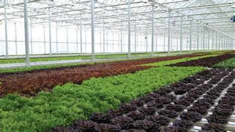 Ohio Greenhouse Leafy Greens Grower Expanding Again Greenhouse Grower