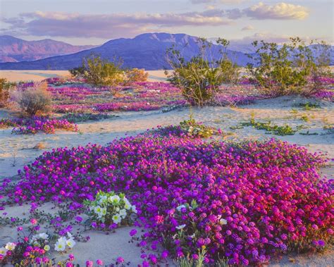 Anza Borrego This Park Hasnt Experienced A Bloom So Prolific Since At