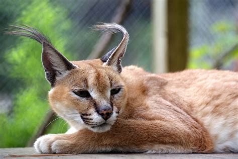 Mary Stewart Caracal Carolina Tiger Rescue Caracal African Wild