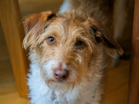 La Energía Infinita Del Jack Russell Terrier Descubre Todo Sobre Esta