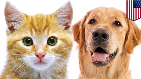 Gambar Kucing Dan Anjing Bersahabat