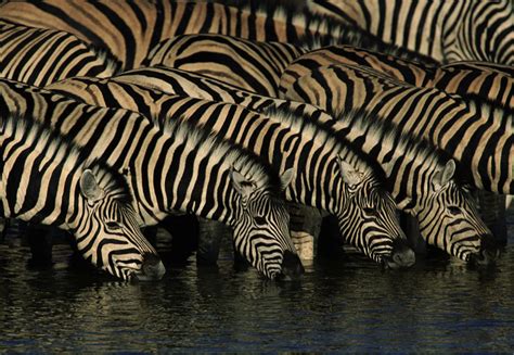 Scientists have long wondered why zebras have stripes. Can You Find What Is Hidden In This Pic Of Zebras? Look Closely. - TrendMantra