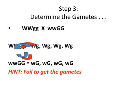 Reginald punnett, an english geneticist, developed the punnett square to determine the potential genetic outcomes from a cross. PPT - C-Notes: Dihybrid Cross (Punnett Square w/ 2 traits ...
