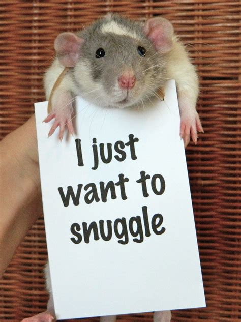 Quotes About Pet Rats Quotesgram