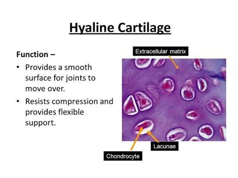 Hyaline Cartilage Anatomy And Physiology Biology Flexibility