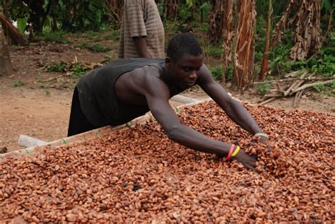 Proposed 10 Year Action Plan Seeks To Revive Nigeria Cocoa Sector