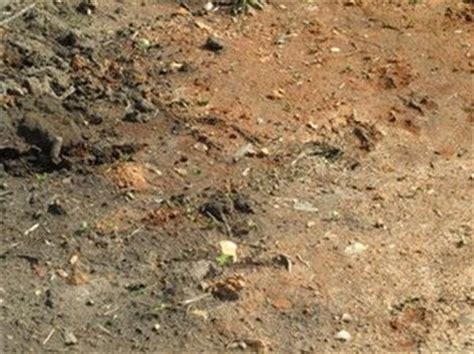 Like the article says, people. Amending clay soil | How does my garden grow | Pinterest ...