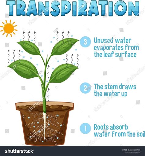 Diagram Showing Plant Transpiration Illustration Stock Vector Royalty