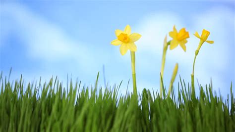 Daffodil Flower In Grass With Moving Clouds Stock Footage Video 4632896