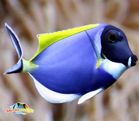 Powder Blue Tang For Sale Captive Bred Powder Blue Tangs For Sale Online