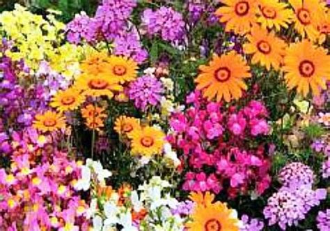 Top 10 Best Annuals For Your Garden Mama Knows