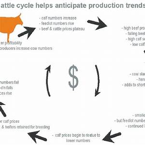 Pdf The Us Cattle Cycle And Its Influence On The Australian Beef Industry