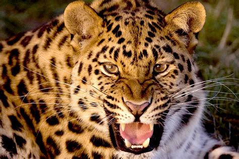 The Amur Leopard The Rarest Big Cat In The World Supawell