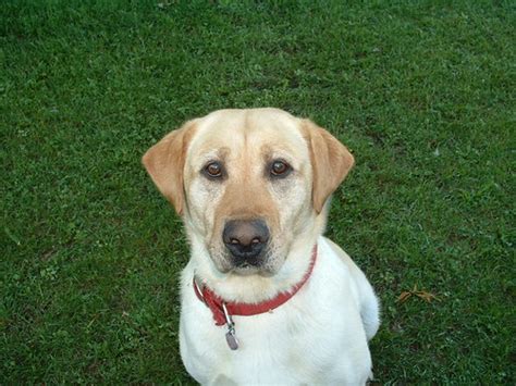 Labrador Puppies For Sale Uk Labrador Puppies For Sale Uk Miniature