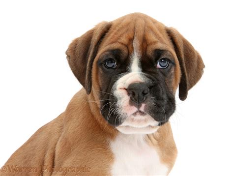 Dog Boxer Puppy Portrait Photo Wp47713