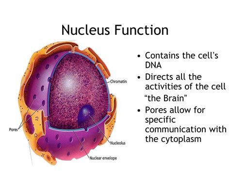 Cell Nucleus Structure And Functions Gambaran