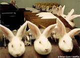 Pictures of Makeup No Animal Testing
