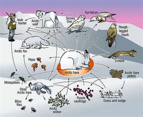 Biotic Factors The Tundra And Polar Grasslands