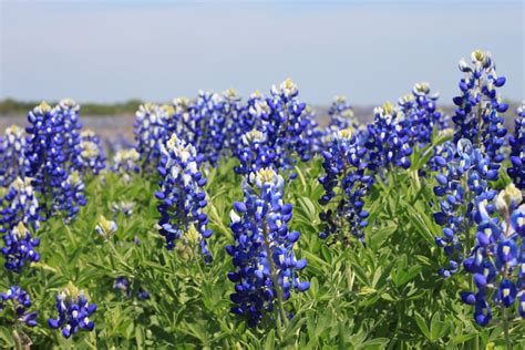 Our Kooky Life The Texas State Flower Bluebonnet