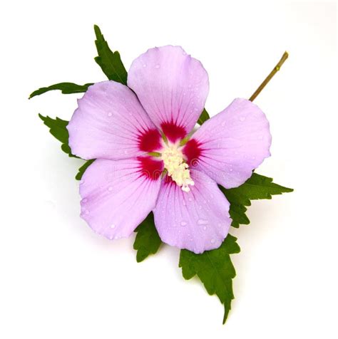Rose Of Sharon Stock Images Image 20261544