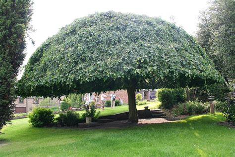 Umbrella tree can refer to several items: Landscaping inspiration, Umbrella tree, Trees for front yard